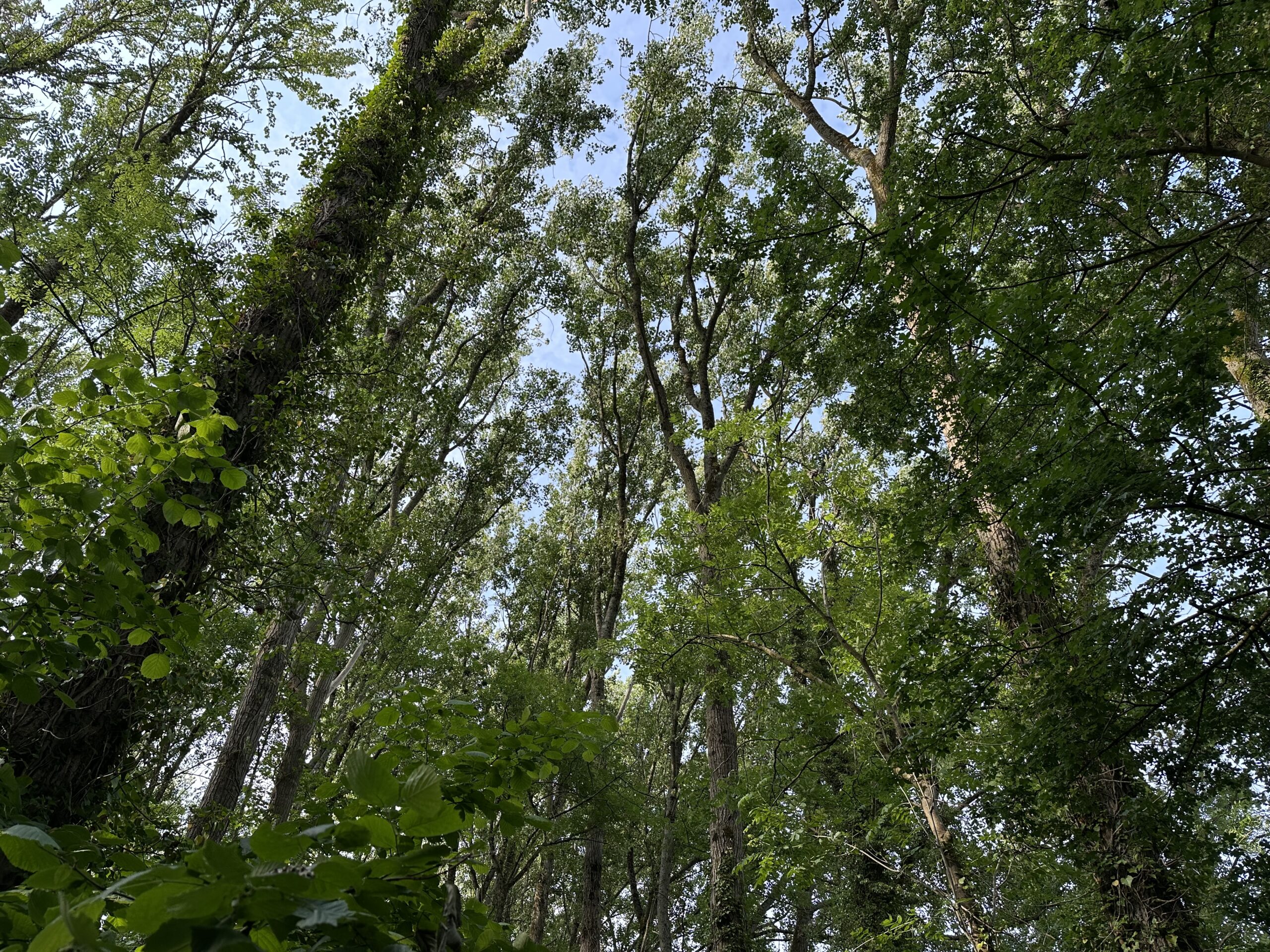 A view looking up at trees covered in leaves and ivy