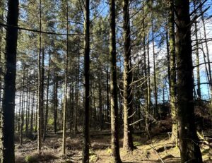 A low angle looking through a forest of tall trees